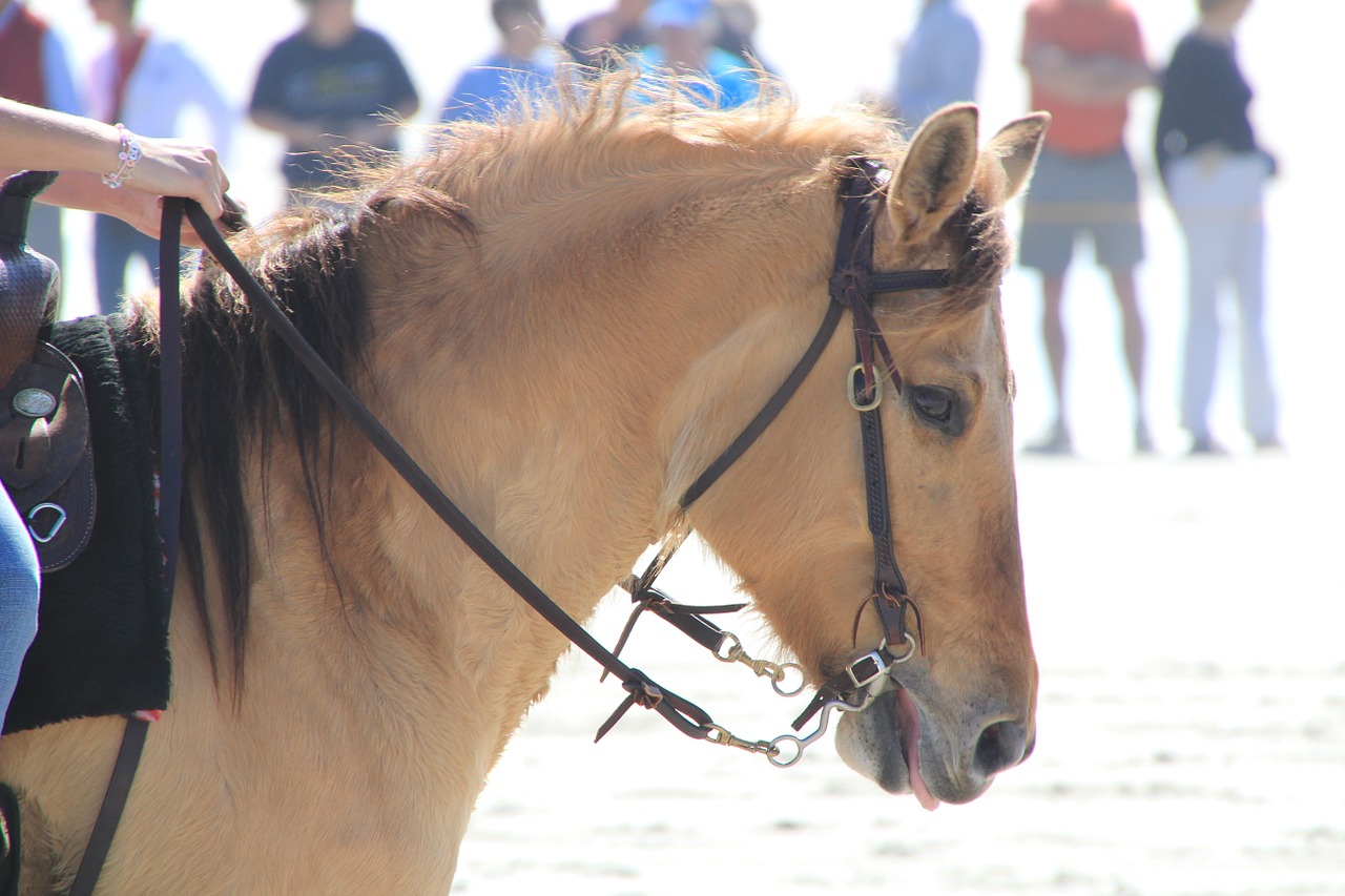 horse-173387_1280