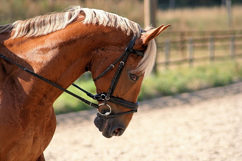 pferd_mit_sperrriemen