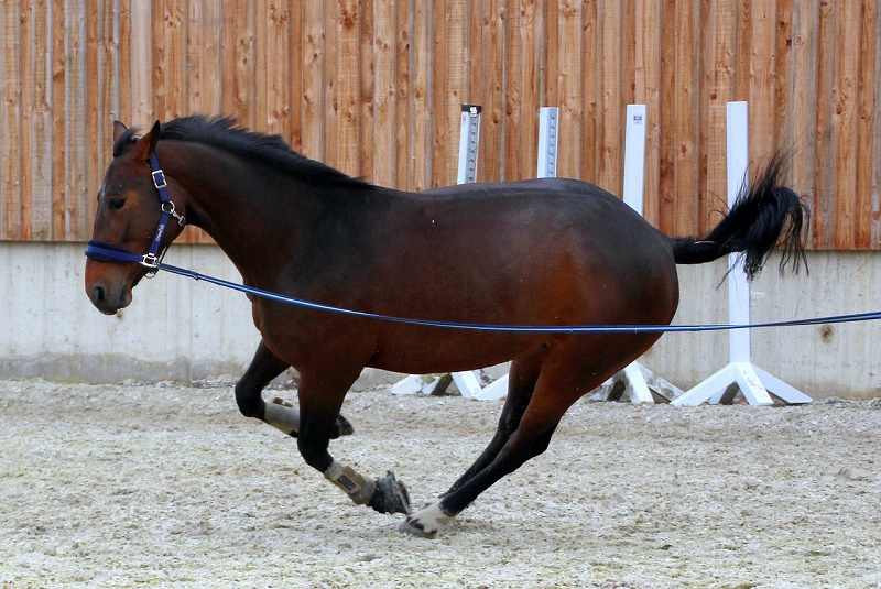 Pferd wird longiert Pferd wird longiert