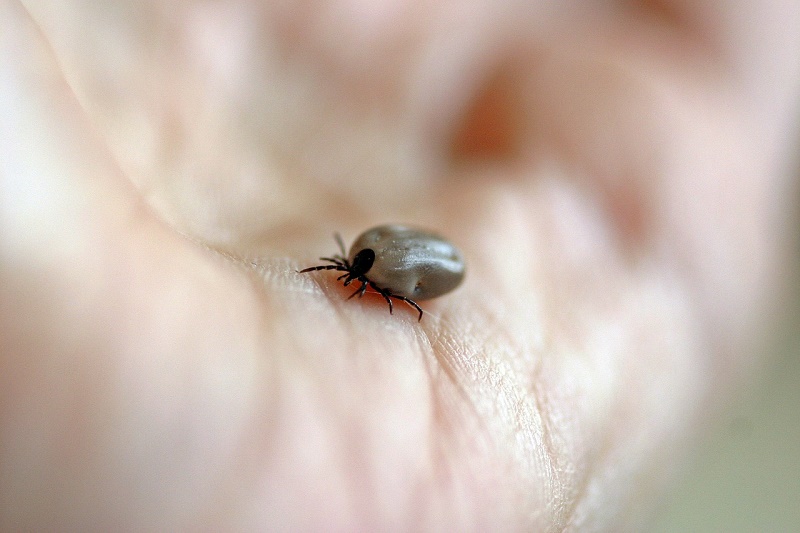 Der Sommer – die Zeit der Insekten, Zecken und Ekzeme