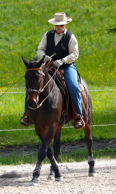 Ein aufmerksames Pferd