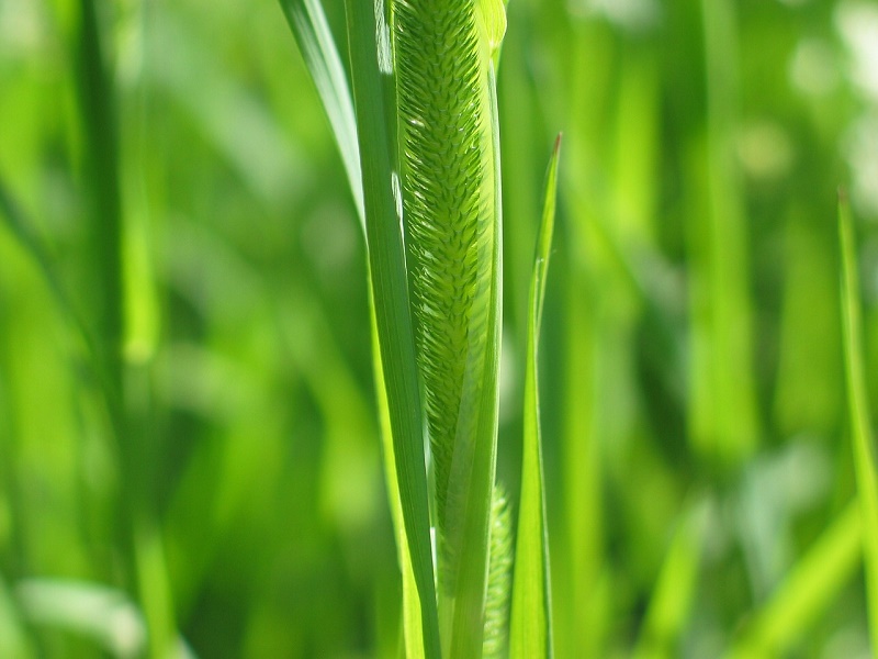 Fructan im Gras