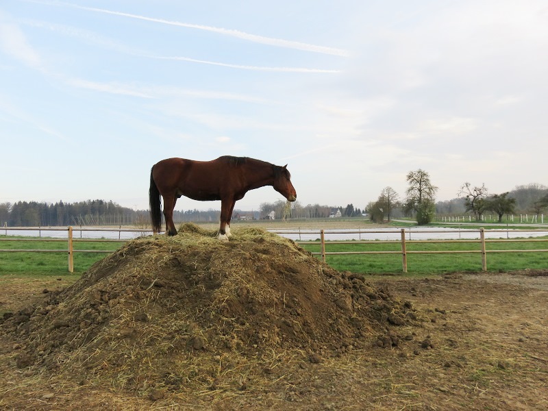 Pferd geniesst den Ausblick im Paddock Paradise Pferd geniesst den Ausblick im Paddock Paradise