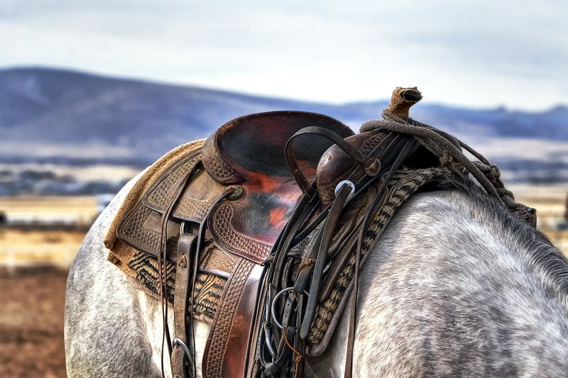 Der Westernsattel und seine Anpassung