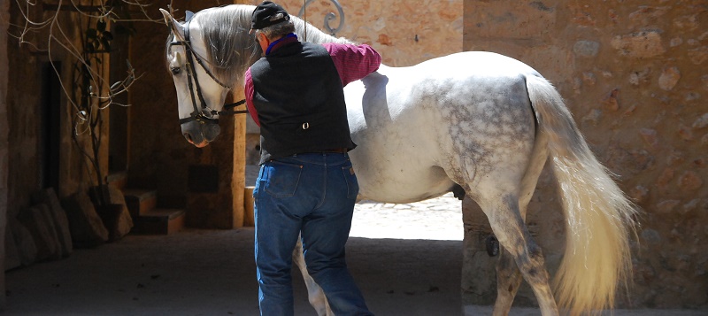 Dem Pferd auch in der Ausbildung die Würde lassen