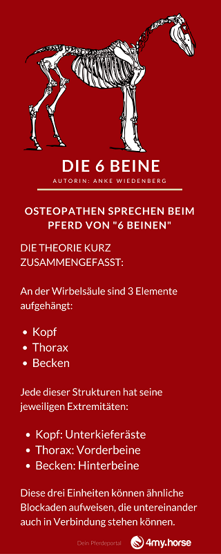 6_beine Das freie Pferdemaul