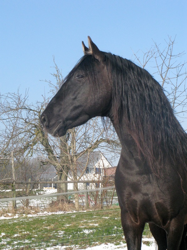 Hengsthaltung