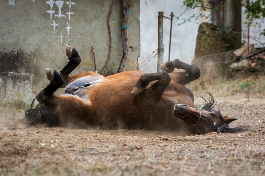stallion-horse-wallowing-in-the-dirt-picture-id1092590838