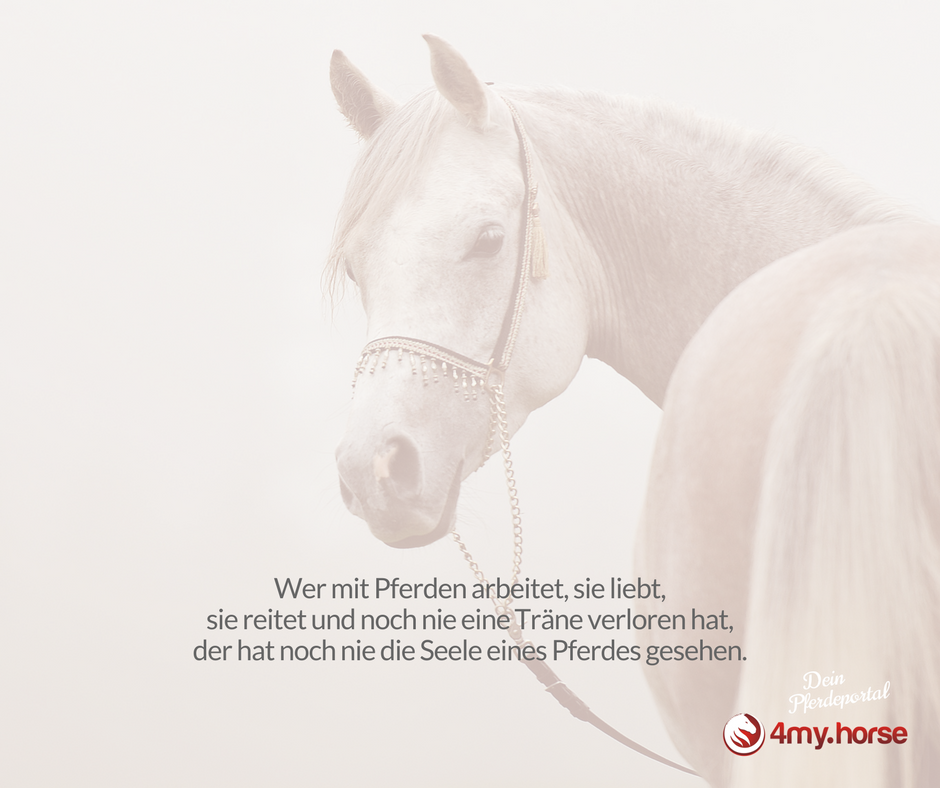 Wer Pferde liebt