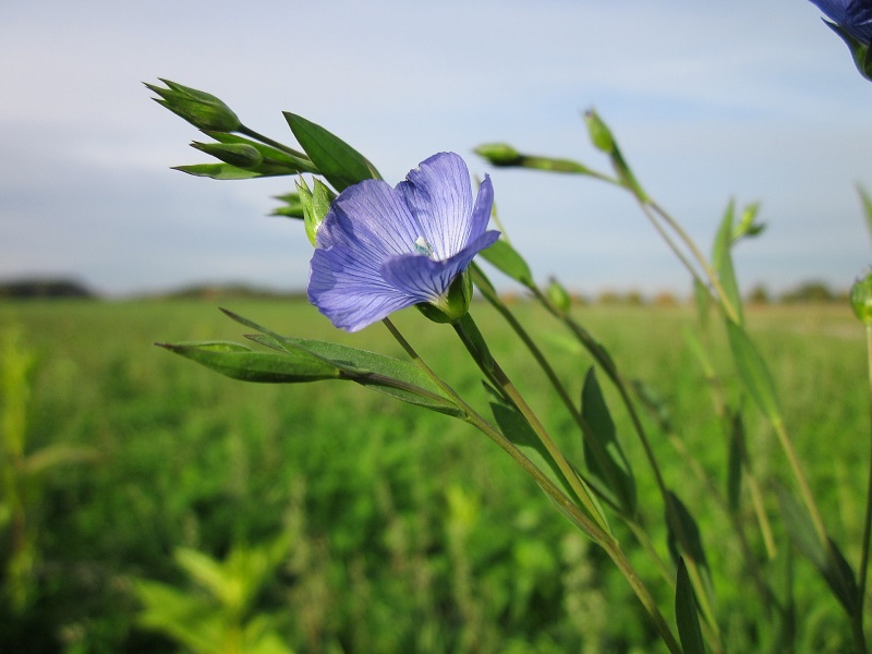 Leinenpflanze in der Blüte Leinenpflanze in der Blüte