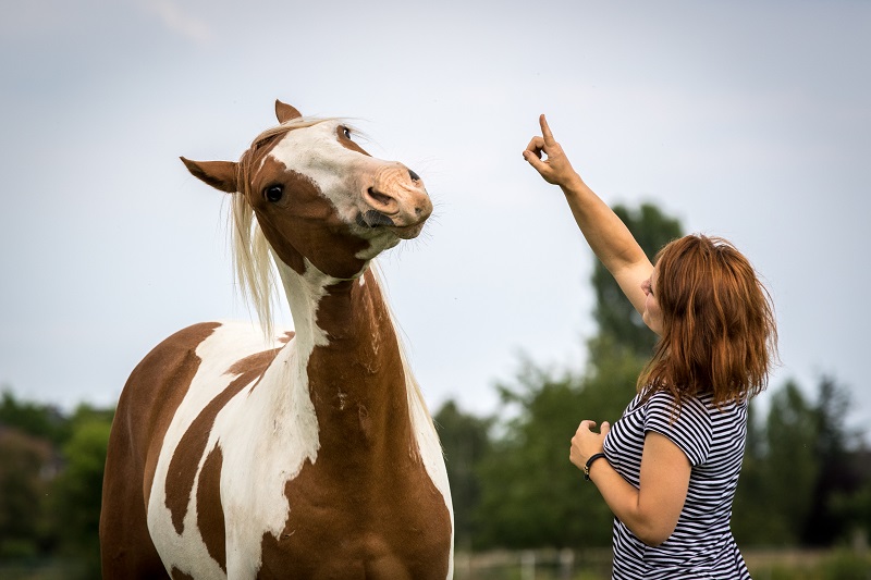 Pferd Jack im Gespräch mit seinem Menschen