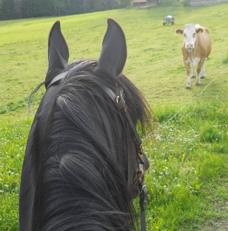 Eine Kuh kann Angst auslösen