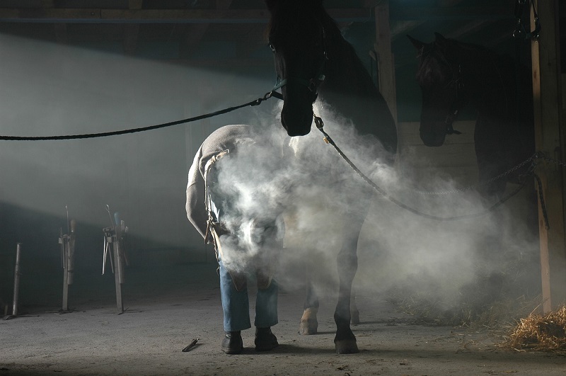 Hat das Pferd Angst vor dem Hufschmied?