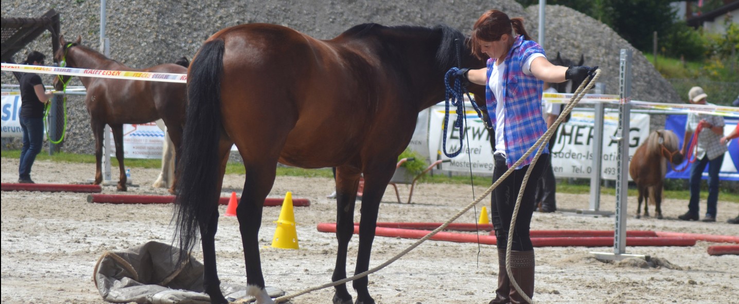 Horse Agility