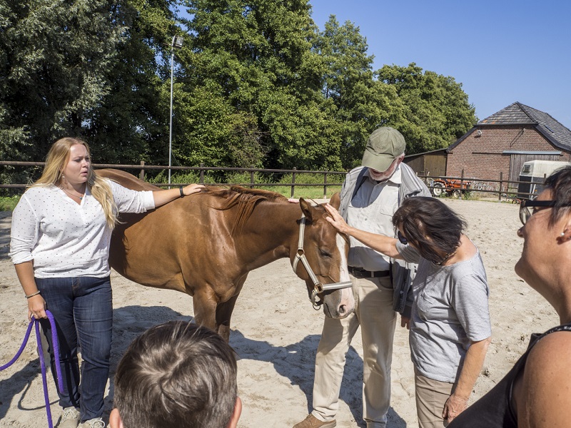 Coaching mit Pferden