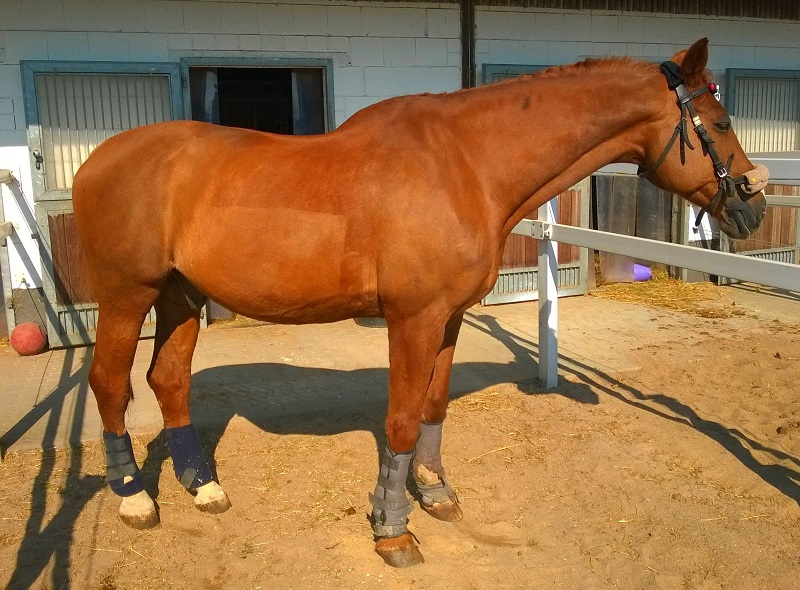 Aron in seinem Paddock
