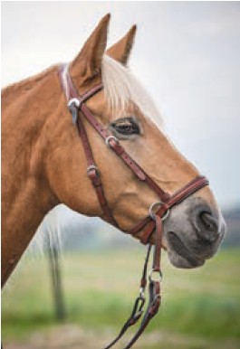 Bitless Bridle