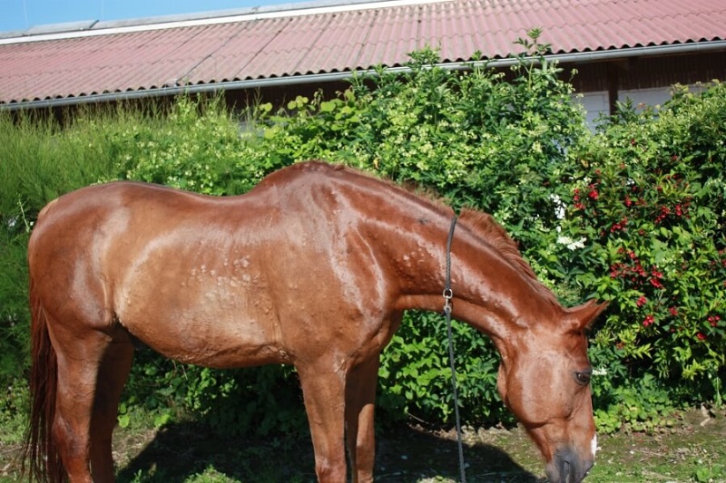 Pferd mit Quaddeln