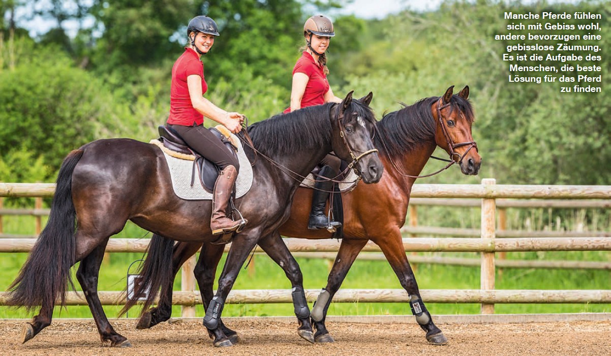 Ausreiten mit oder ohne Gebiss