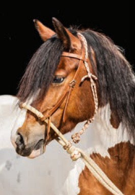 Bosal