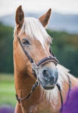 Hackamore
