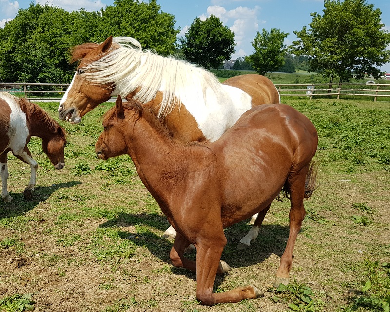 Der pferdische Alltag