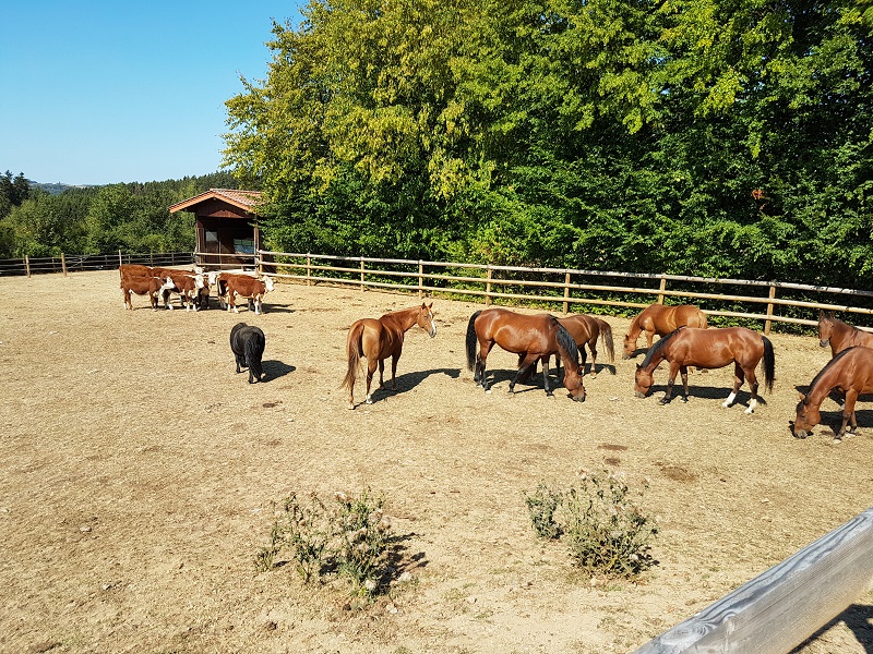Sogar mit Kühen zusammen kann es funktionieren