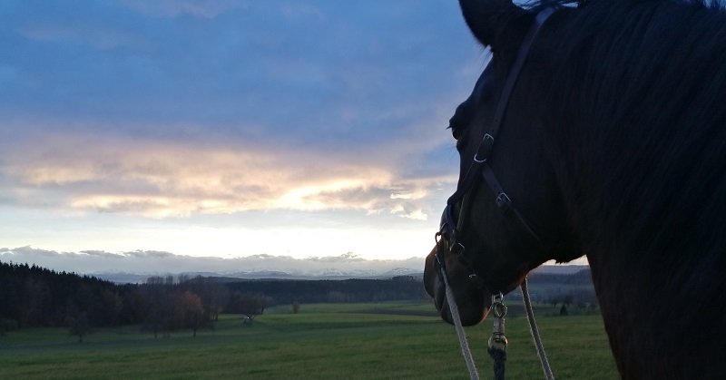 Beim gebisslosen Reiten ist ein Nasenband notwendig Beim gebisslosen Reiten ist ein Nasenband notwendig