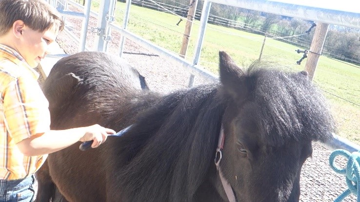 Die Pony Academie