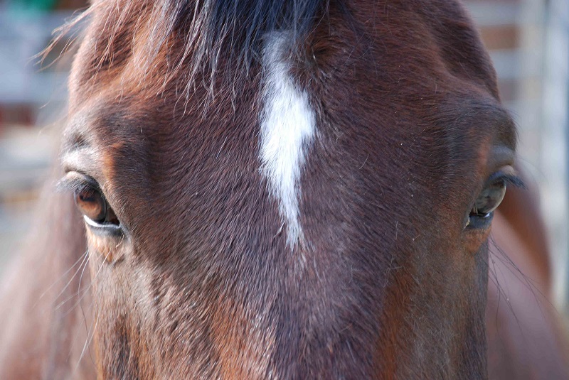 Lebensschule Pferd