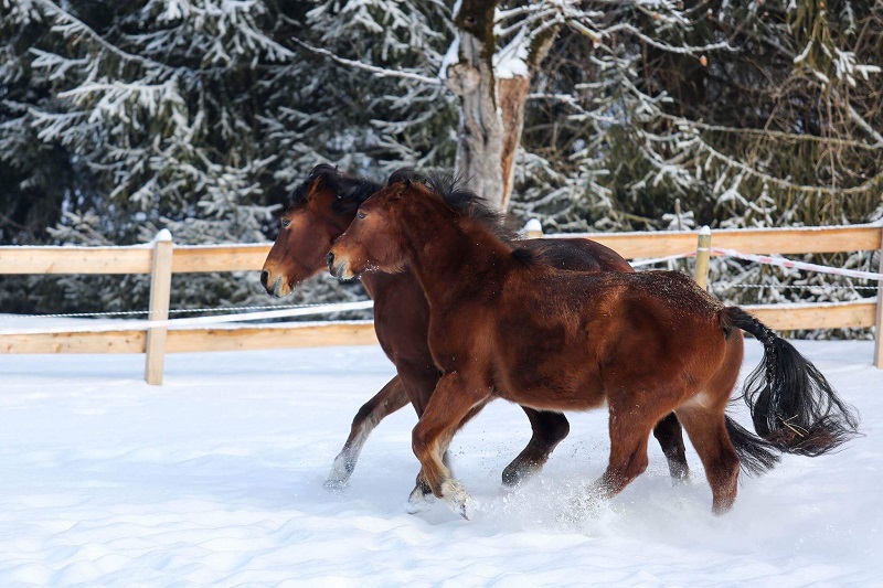 Freiberger im Schnee