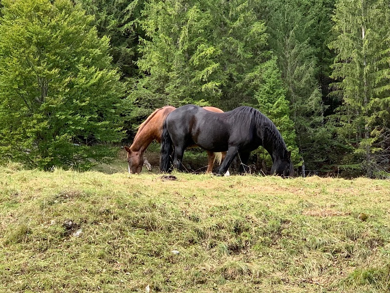 Pferde auf der Alpweide