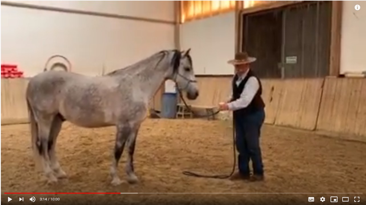 Wenn das Pferd Angst vor dem Bremsenspray hat