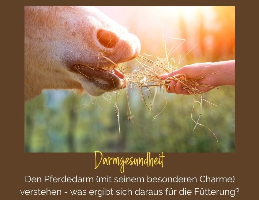 Darmgesundheit beim Pferd