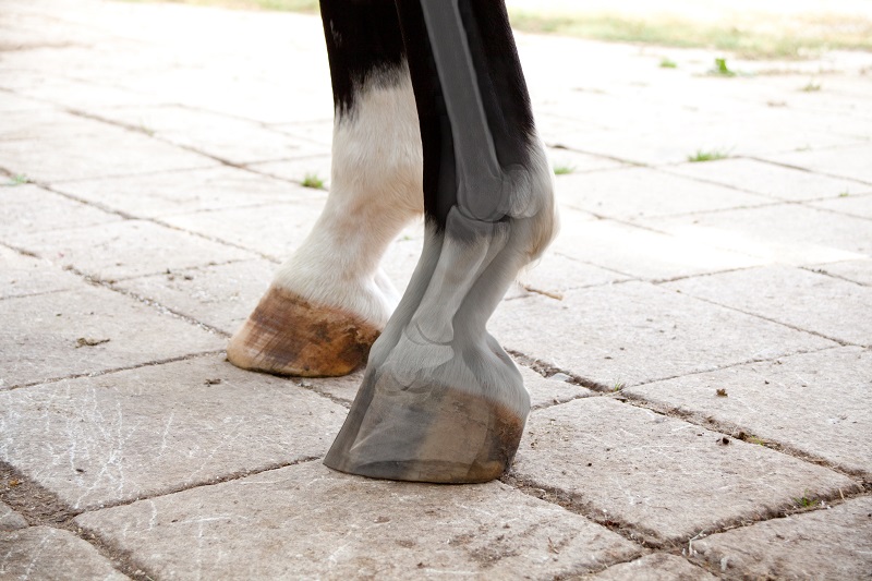 Ankaufuntersuchung beim Pferd