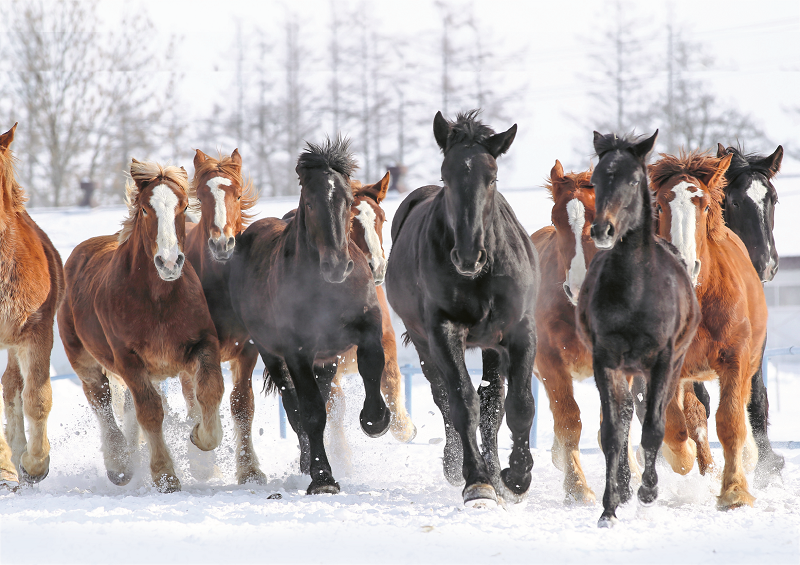 Austoben im Schnee