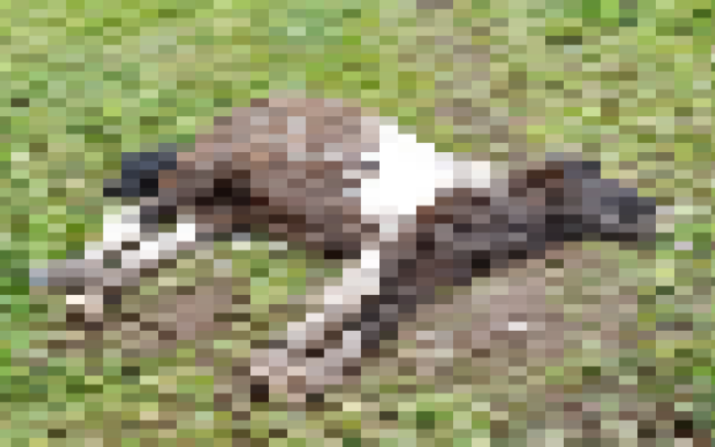 Pina