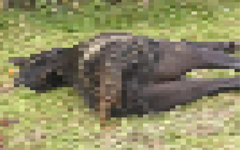 Totes Pferd