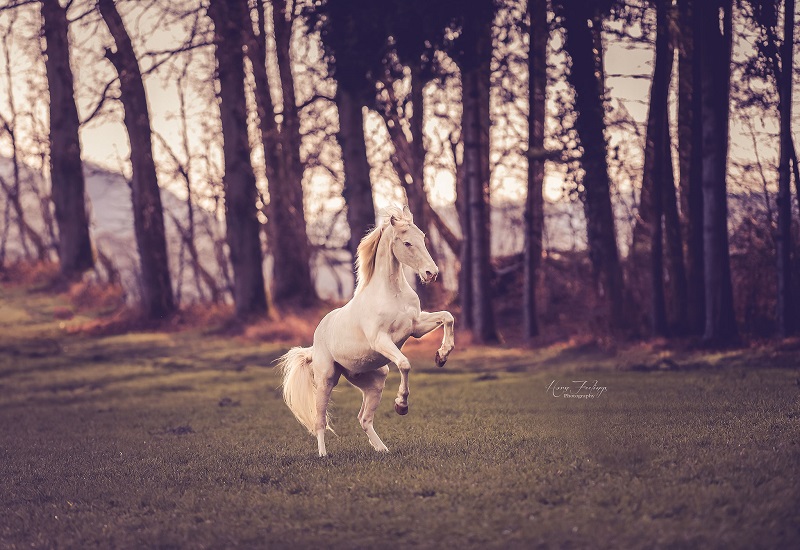 Horse Feelings Photography by Ina Rethwisch