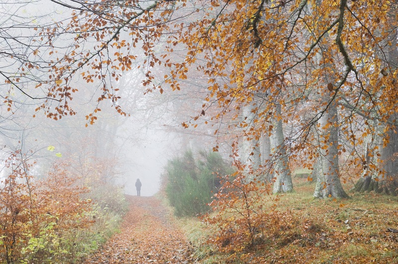 Verirrt im Nebel