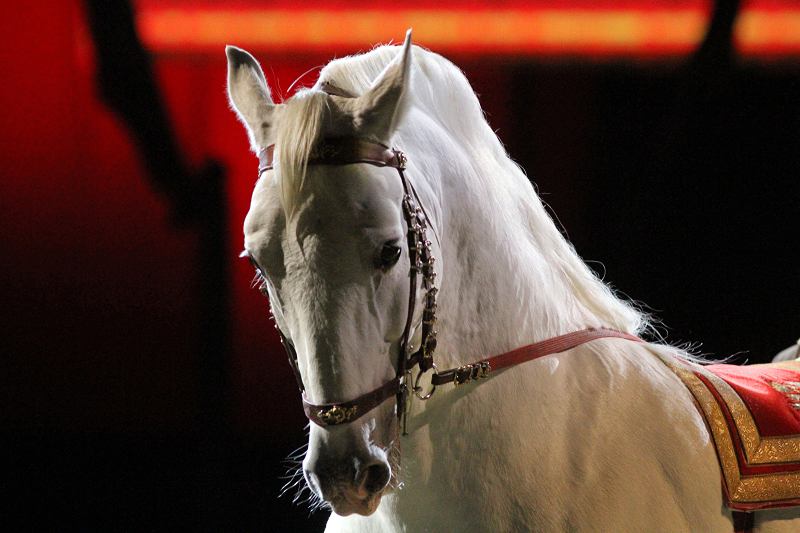 Pferd im Zirkus
