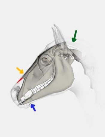 anatomie Das freie Pferdemaul