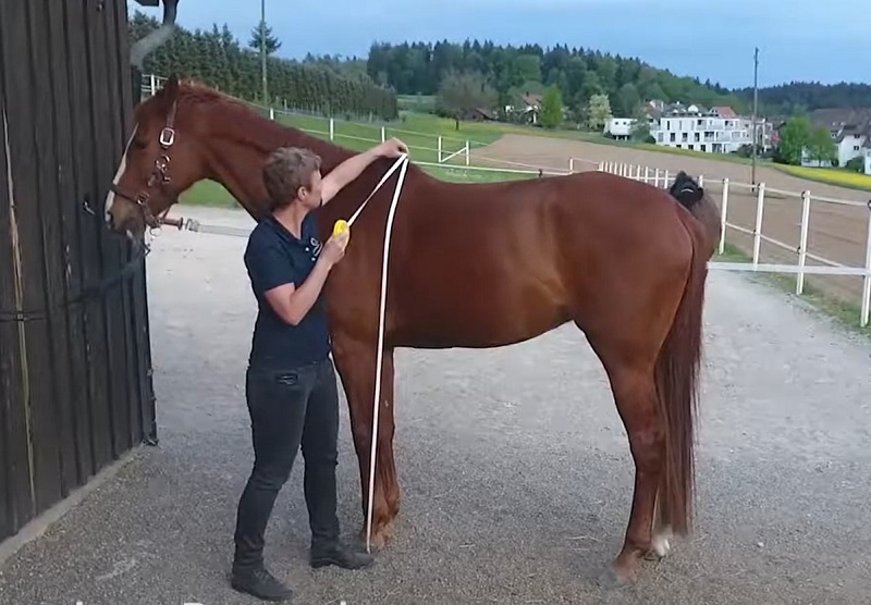 Pferd ausmessen