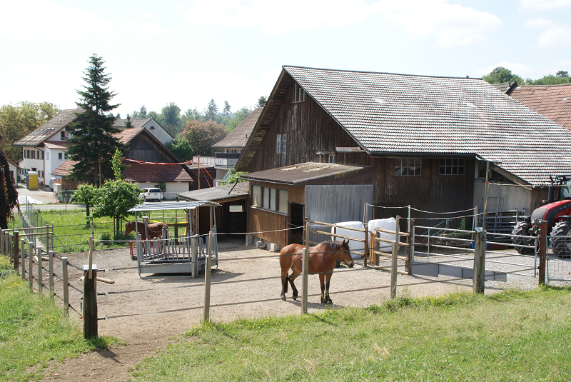 Stall mit Auslauf - eigene Pferde