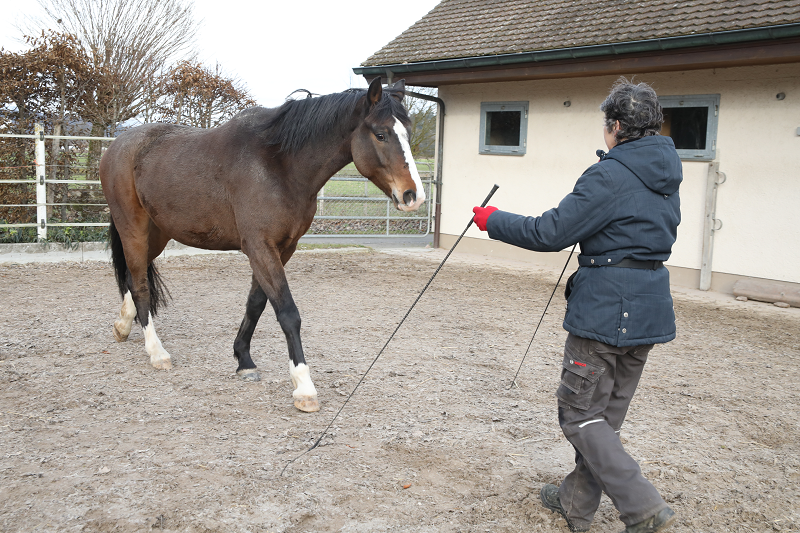 Freiarbeit mit Sandor