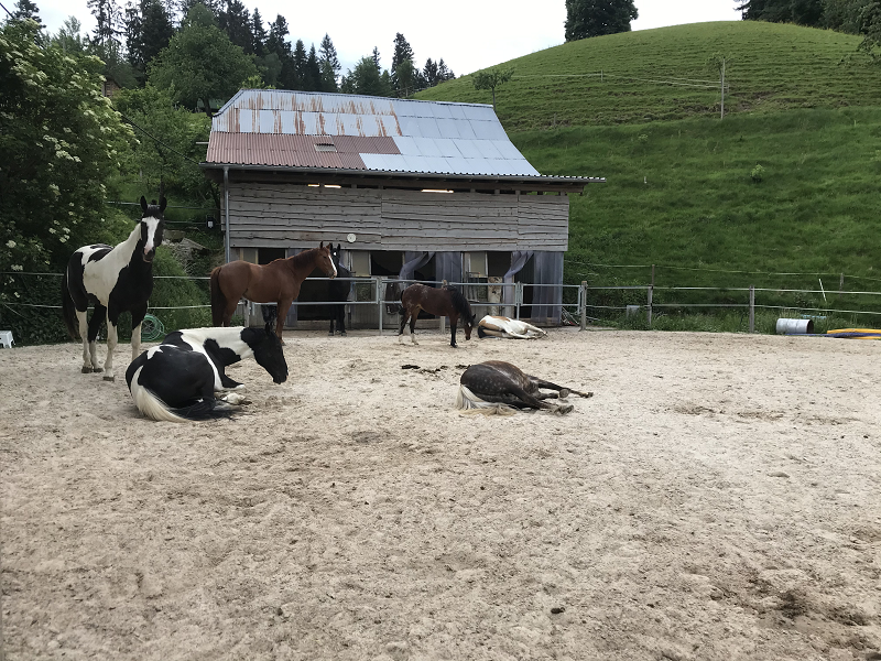 Pferdeliegenschaft zu vermieten