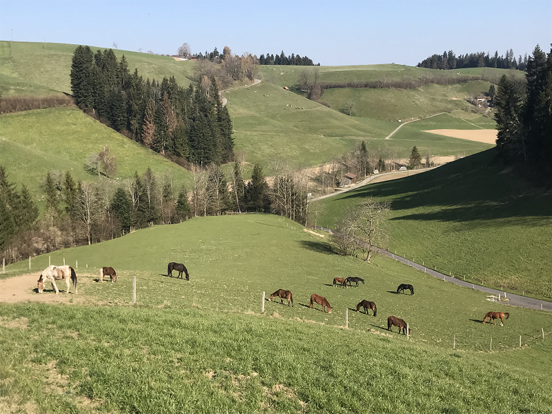 Pferdeliegenschaft zu vermieten