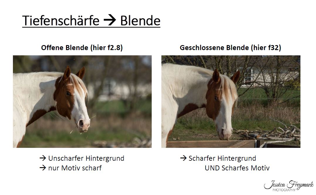 Schönere Pferdefotos selber machen mit Jessica Freymark – Bild 4