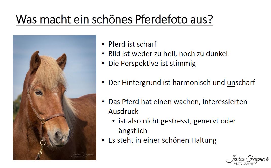 Schönere Pferdefotos selber machen mit Jessica Freymark – Bild 2