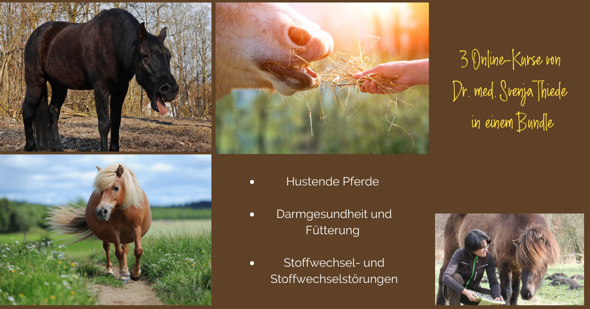 3 Kurse von Dr. med. vet. Svenja Thiede – Darmgesundheit / Stoffwechsel-Erkrankungen und Hustende Pferde